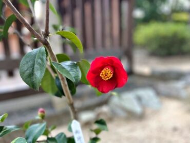 Red Camellia