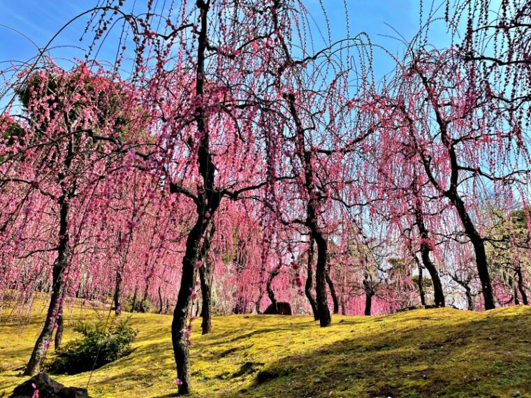 Weeping plum spring mountain