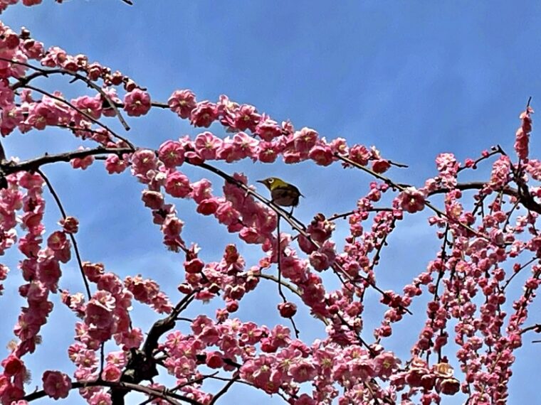 White-eye perched on a plum tree