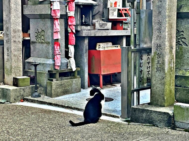 Cat waiting for tourists