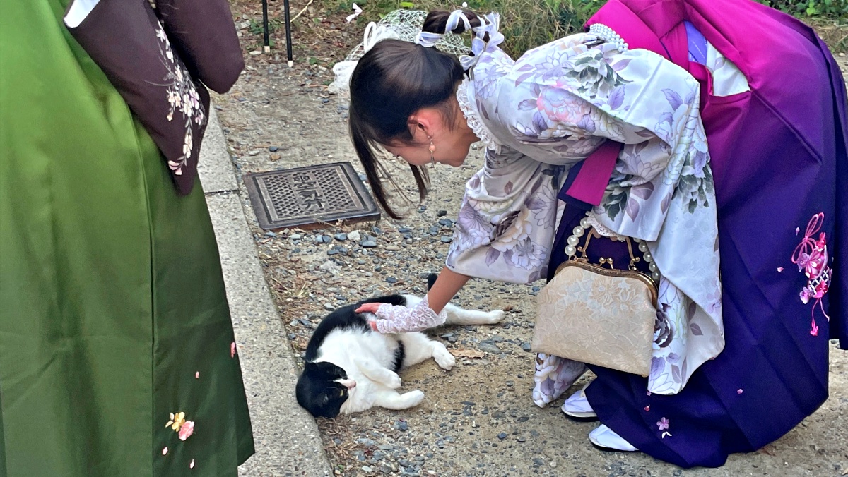 Eye-catching Inariyama cat