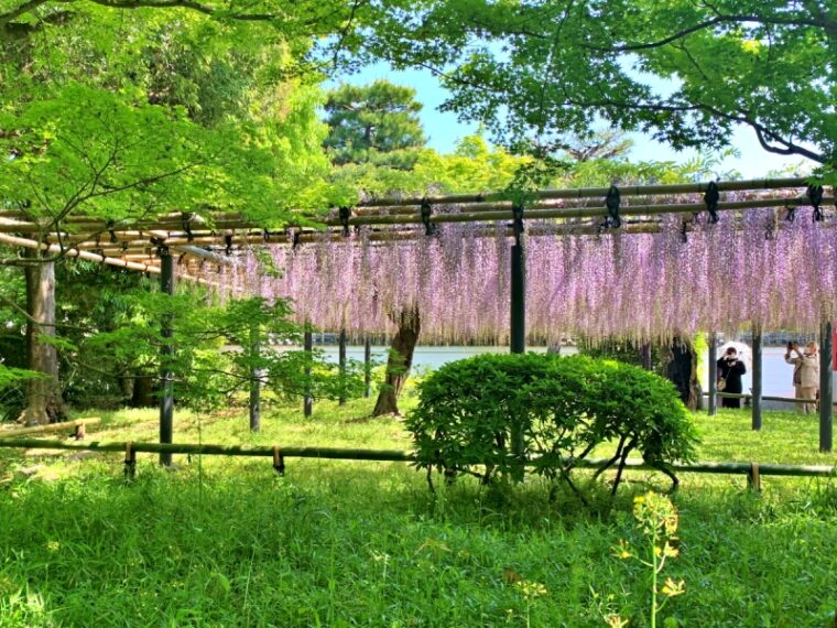 Wisteria flower