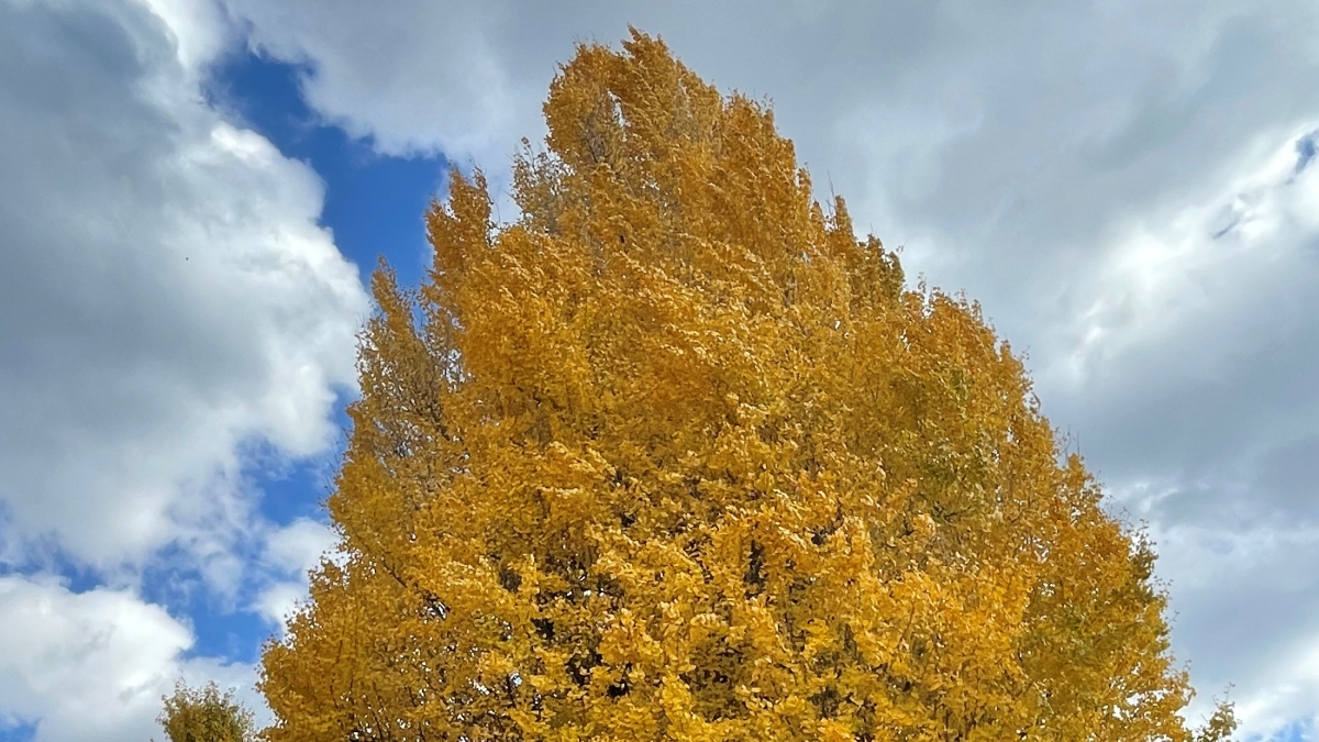 Eye-catching ginkgo tree